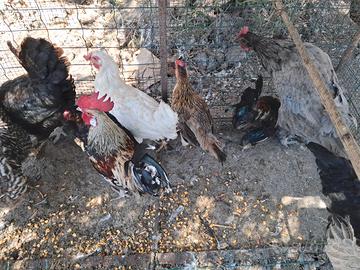 Galline e galletti nani