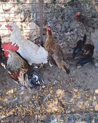 Galline e galletti nani