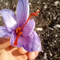 Bulbi di zafferano sardegna