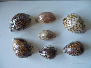 Conchiglie specie  Ciprea naturali  7 pezzi