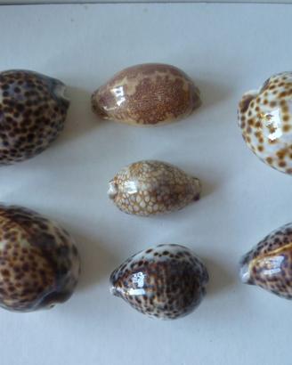 Conchiglie specie  Ciprea naturali  7 pezzi