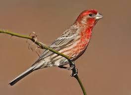 Ciuffolotti messicani