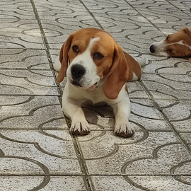 Beagle cuccioli ENCI