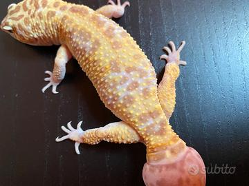 Animali