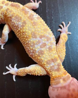 Animali