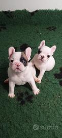 Bouledogue francesi