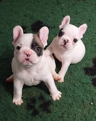 Bouledogue francesi