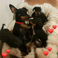 Pinscher nano