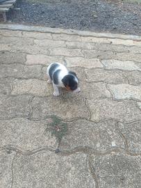 Cucciolo jack russel