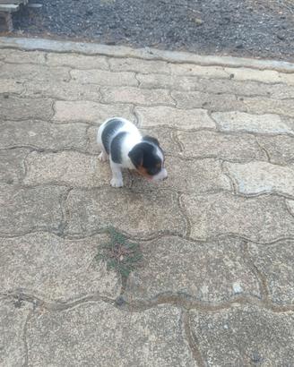 Cucciolo jack russel