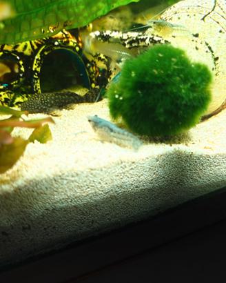 Procambarus alleni blu
