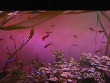 Pesci acquario guppy