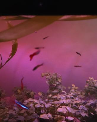 Pesci acquario guppy