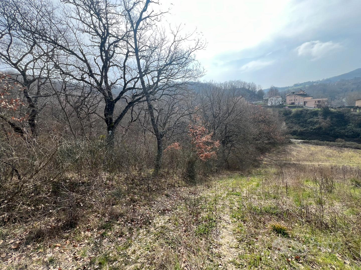 Terreno Boschivo con querce secolari - Vista 6