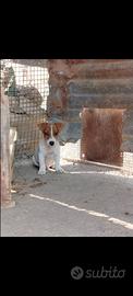 Jack Russell