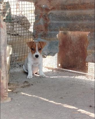 Jack Russell