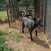 Adozione giovane taglia media