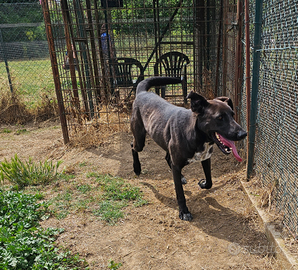 Adozione giovane taglia media