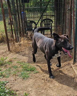 Adozione giovane taglia media