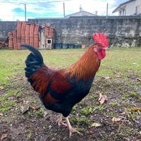 Gallo giovane