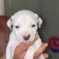 Cuccioli pitbull