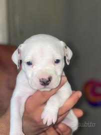 Cuccioli pitbull