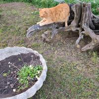 radici arredo giardino, grattatoio/gioco per gatti