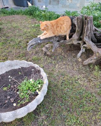 radici arredo giardino, grattatoio/gioco per gatti