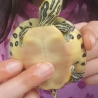 Tartaruga media 4 anni