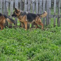 Pastore tedesco femmina di due anni e mezzo con pe