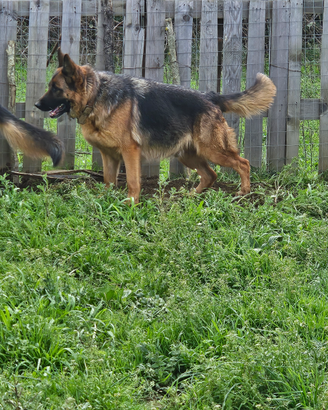 Pastore tedesco femmina di 5 anni con pe