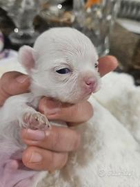 Chihuahua bianco