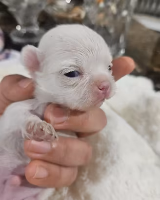 Chihuahua bianco
