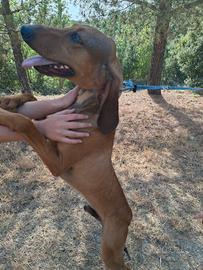 Cane segugio italiano 1 ANNO