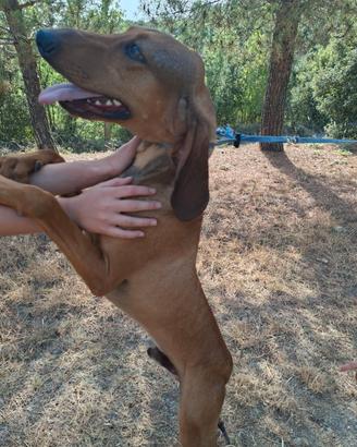 Cane segugio italiano 1 ANNO