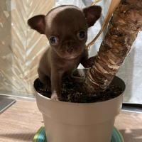 Cuccioli chihuahua