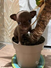Cuccioli chihuahua