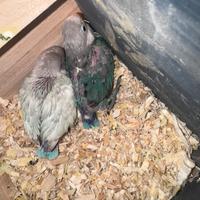 Pulli allevati a mano