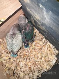 Pulli allevati a mano