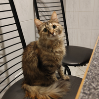 Per/Cat/Gatto sitter