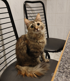 Per/Cat/Gatto sitter