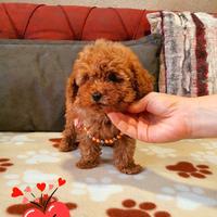 Cuccioli di barboncini mini toy maschi femmine