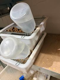 Gabbie per topi con beverino NUOVE MAI USATE