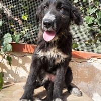 Cucciola abbandonata border collie