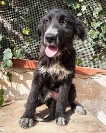 Cucciola abbandonata border collie