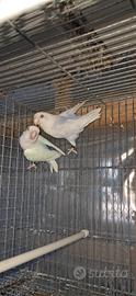 Inseparabili roseicollis