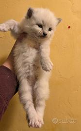 Cucciola ragdoll