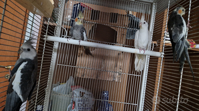 Coppie di Calopsitte