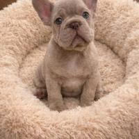 Cuccioli di Bulldog Francese Isabella e Big Rope