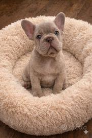 Cuccioli di Bulldog Francese Isabella e Big Rope